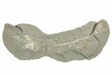 Fossil Capelin Fish (Mallotus) Nodule - Canada #242454-3
